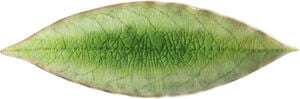 Riviera assiet laurbærblad, grøn
