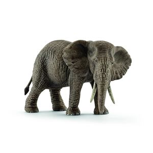 Sch African elephant female