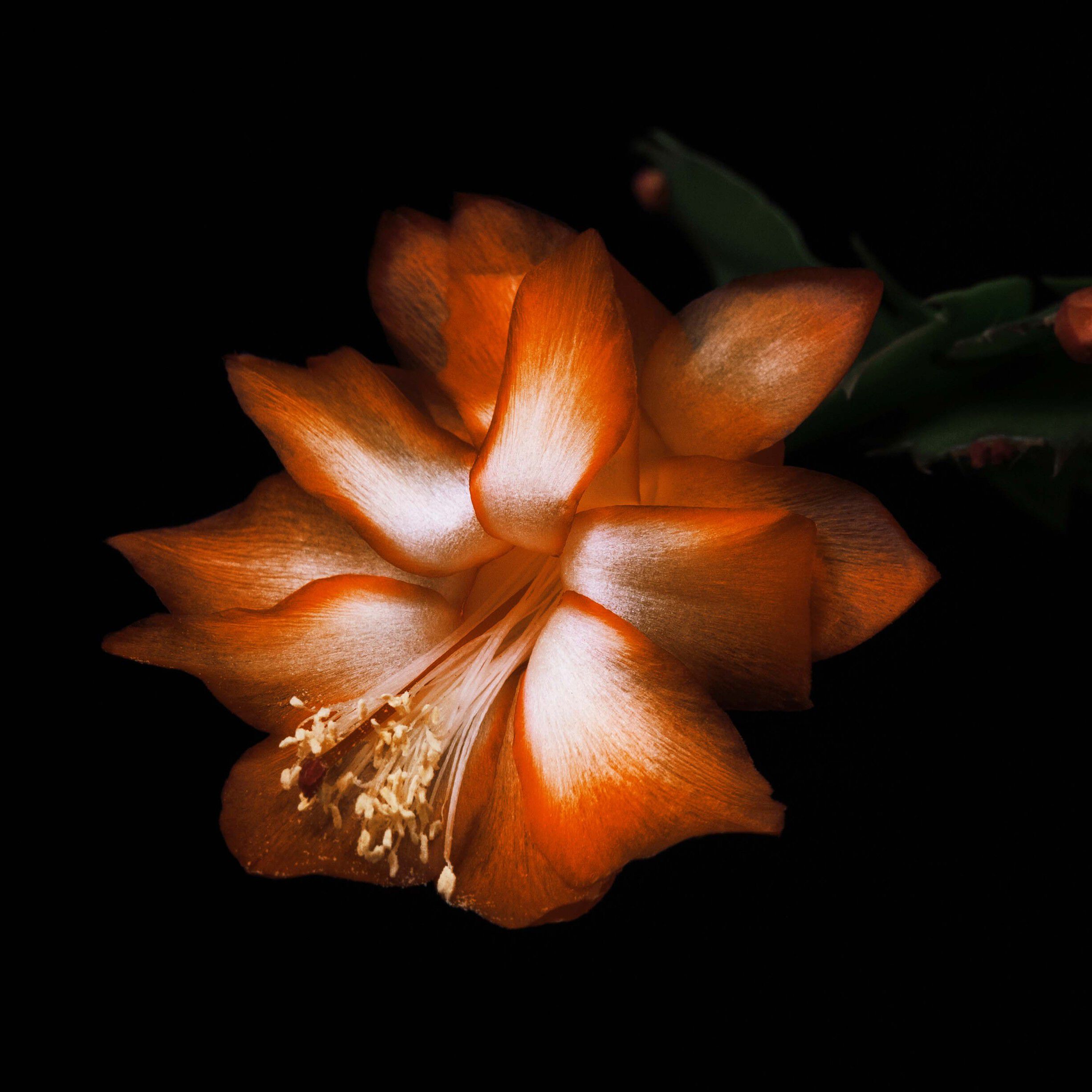 Black Saffron Absolu Eau de Parfum