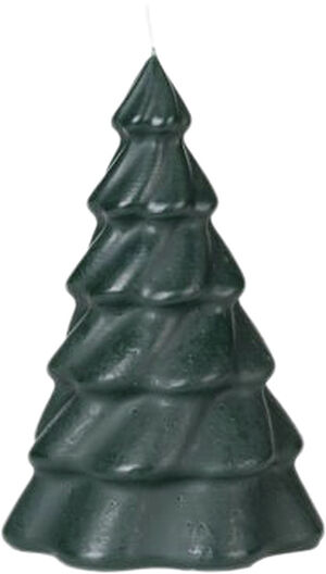 Pinus