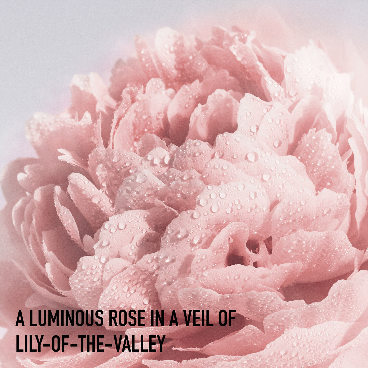 Miss Dior Perfumed deodorant