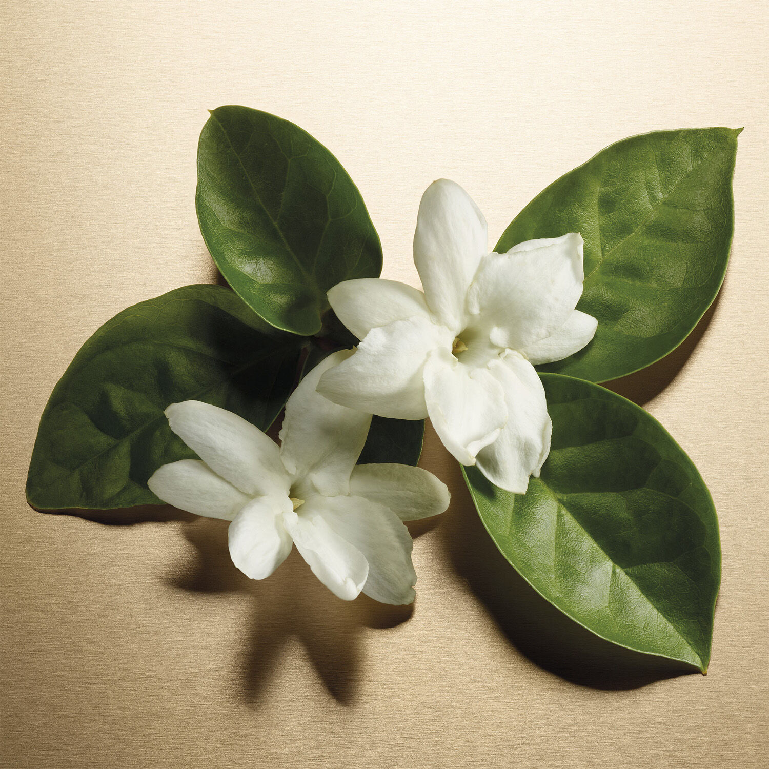 Pour Femme Eau de parfum natural spray 30. 0 ML