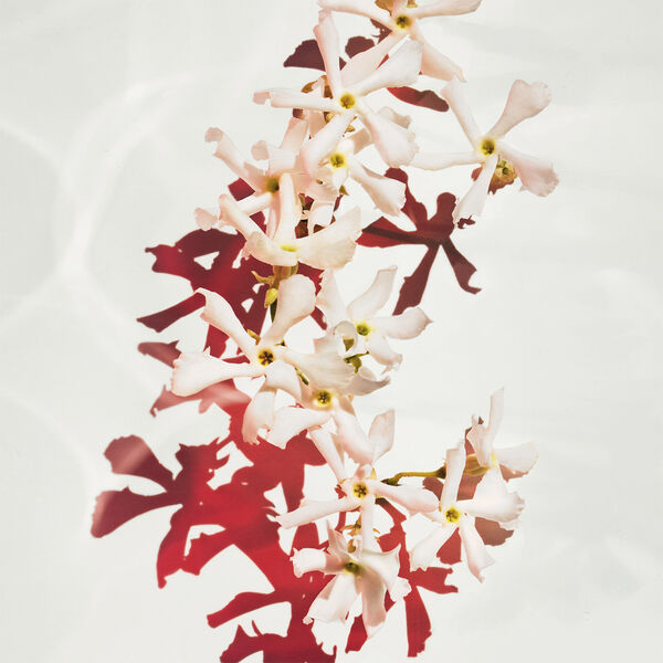 ALIVE Eau de Parfum