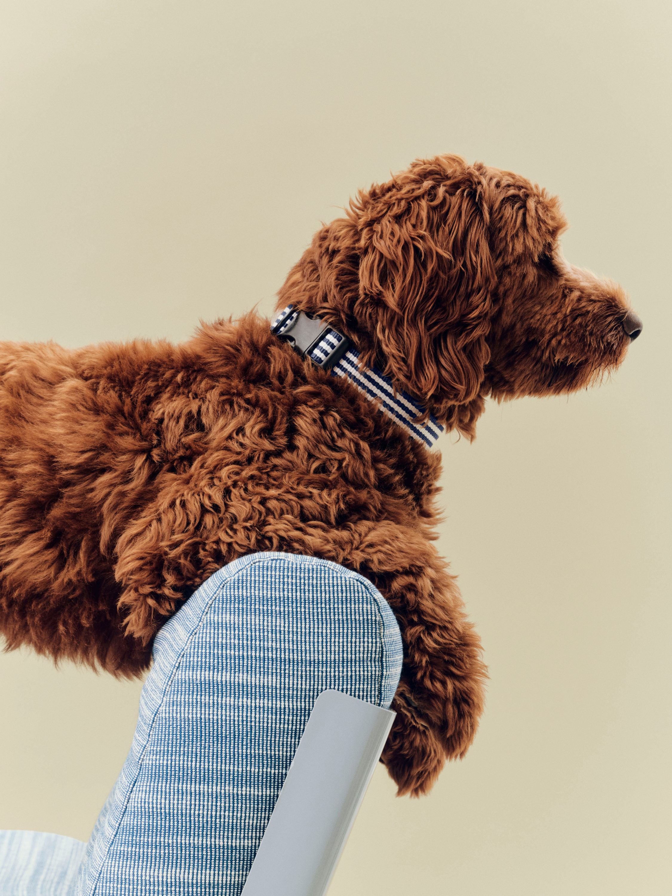 HAY Dogs Collar Flat-M/L-Blue and w