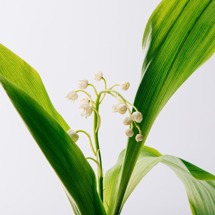 LOEWE Un Paseo Por Madrid Opera EDP 100 ml