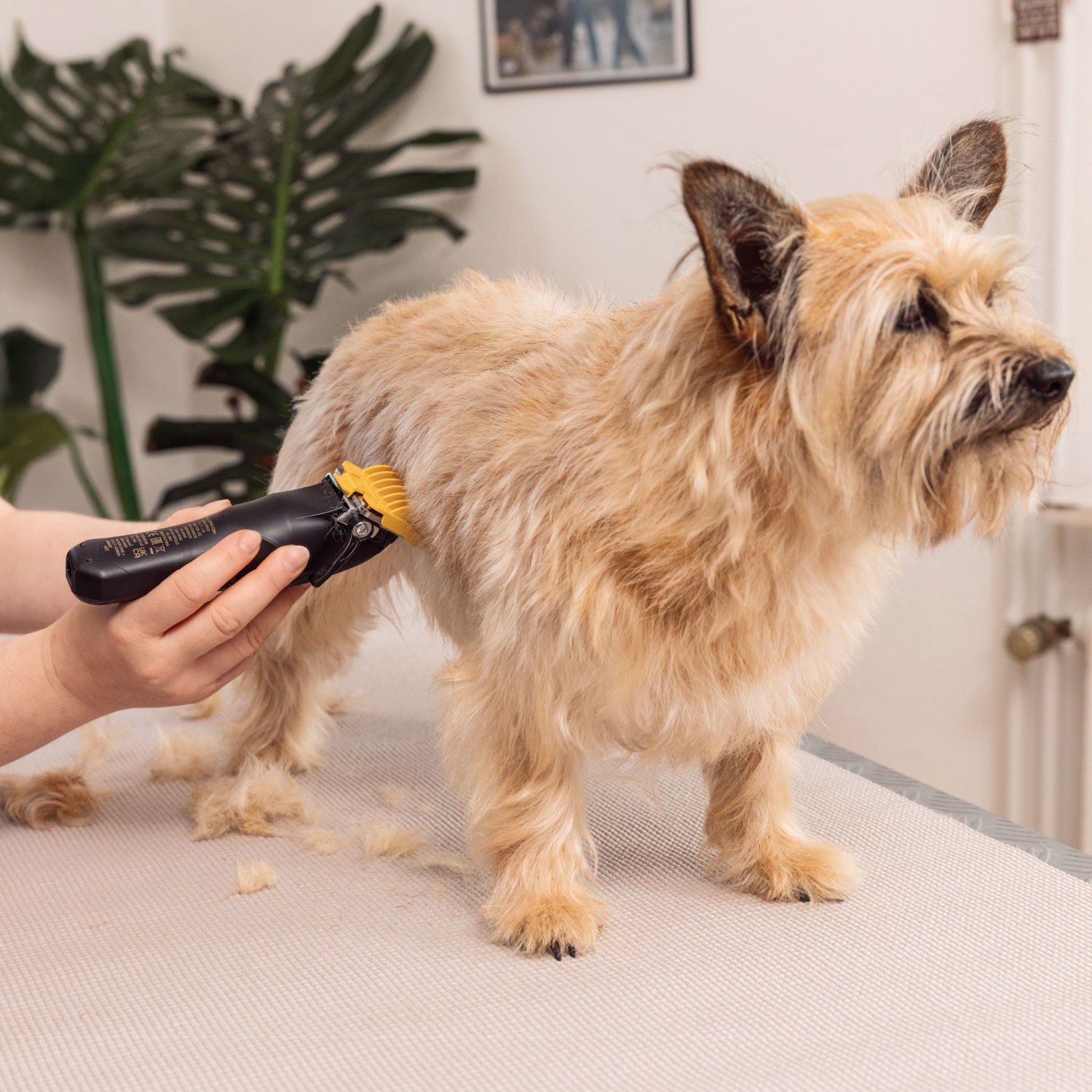 WAHL Hundeklipper Colour Pro