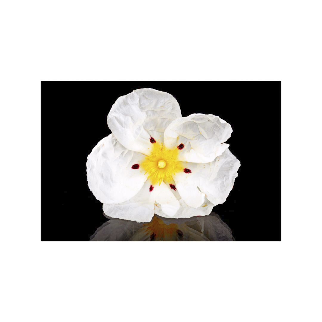 Organic Lindengloss Shampoo