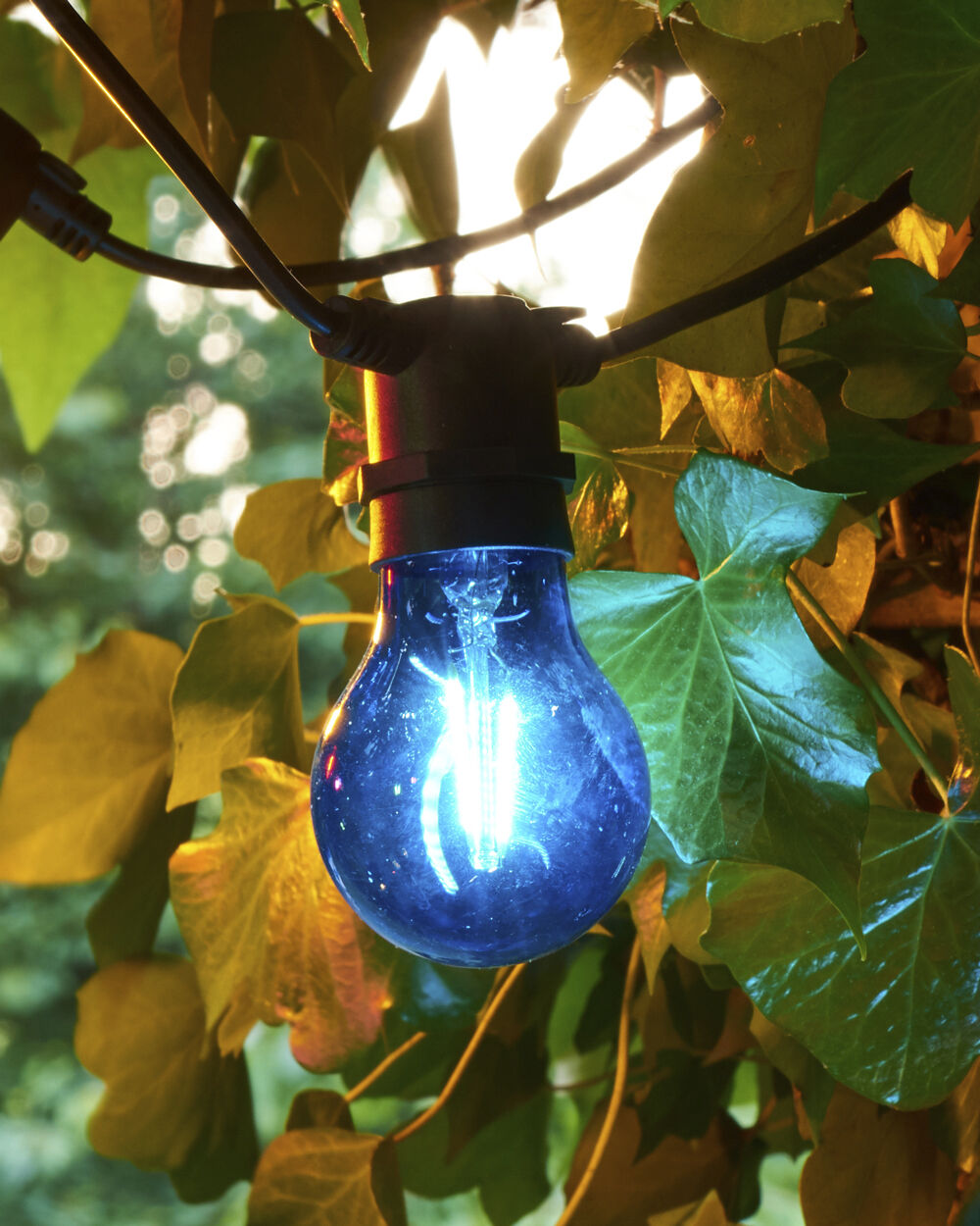 Tobias, Reservep&aelig;re, Bl&aring;