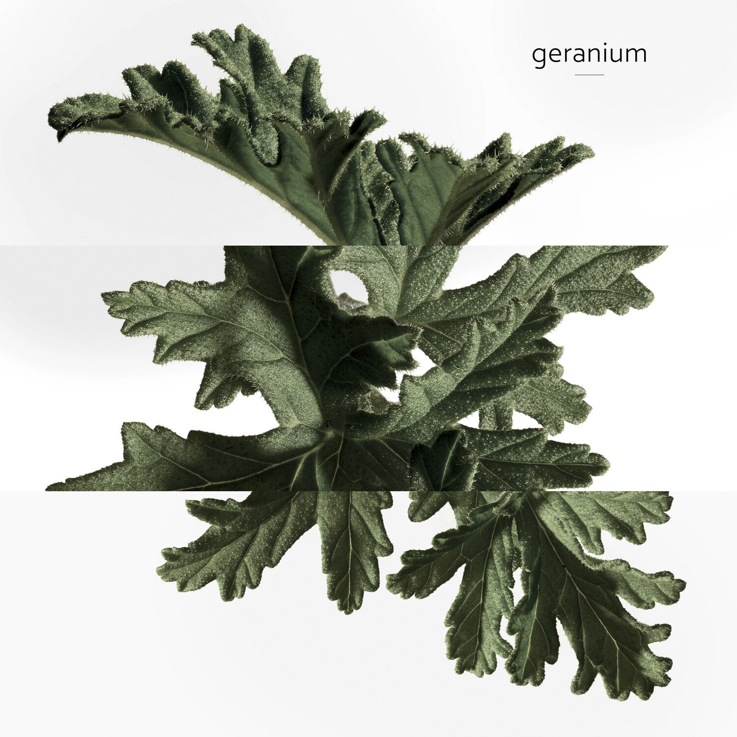 EAU DE BASILIC POURPRE EAU DE COLOGNE