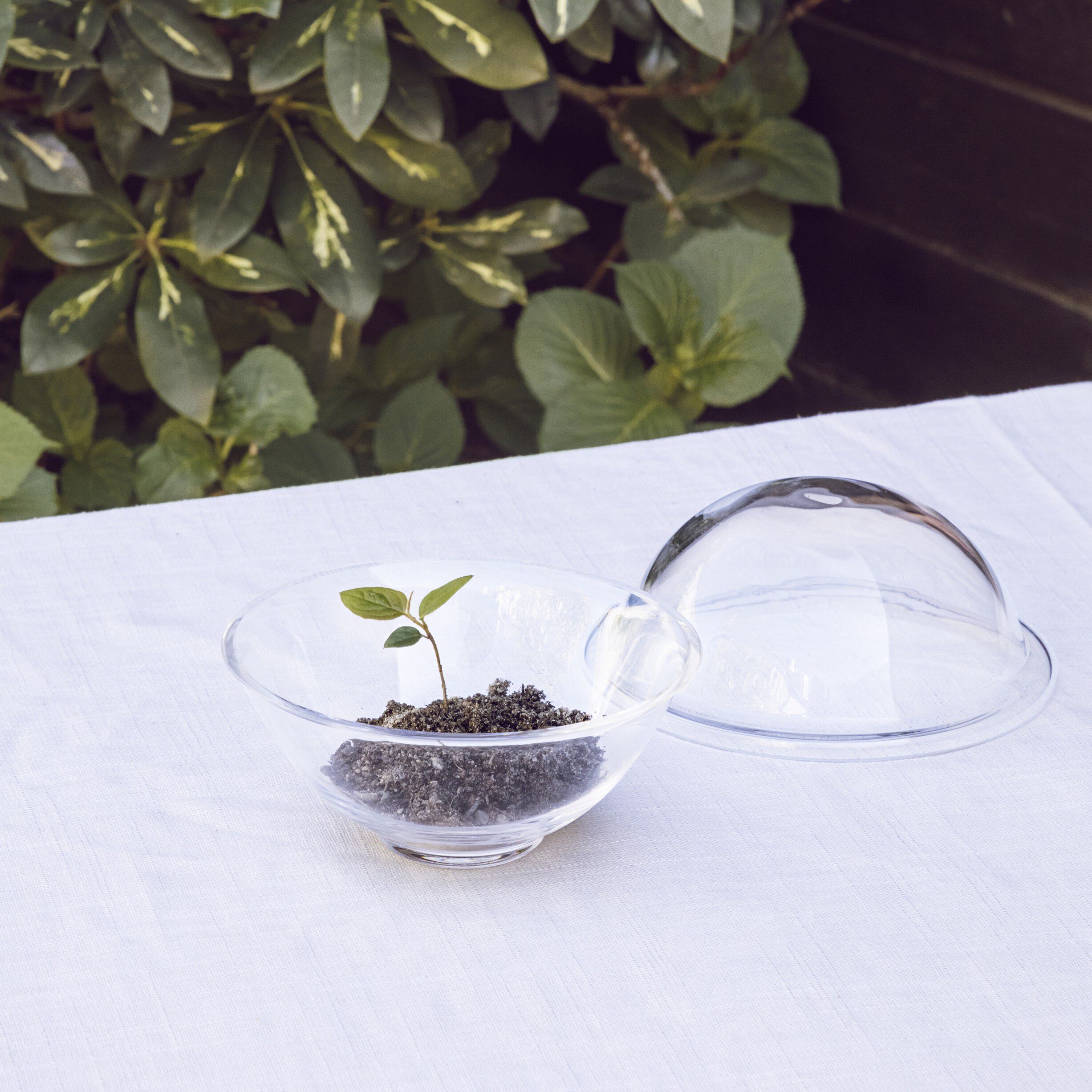 Chapeau large glass, clear