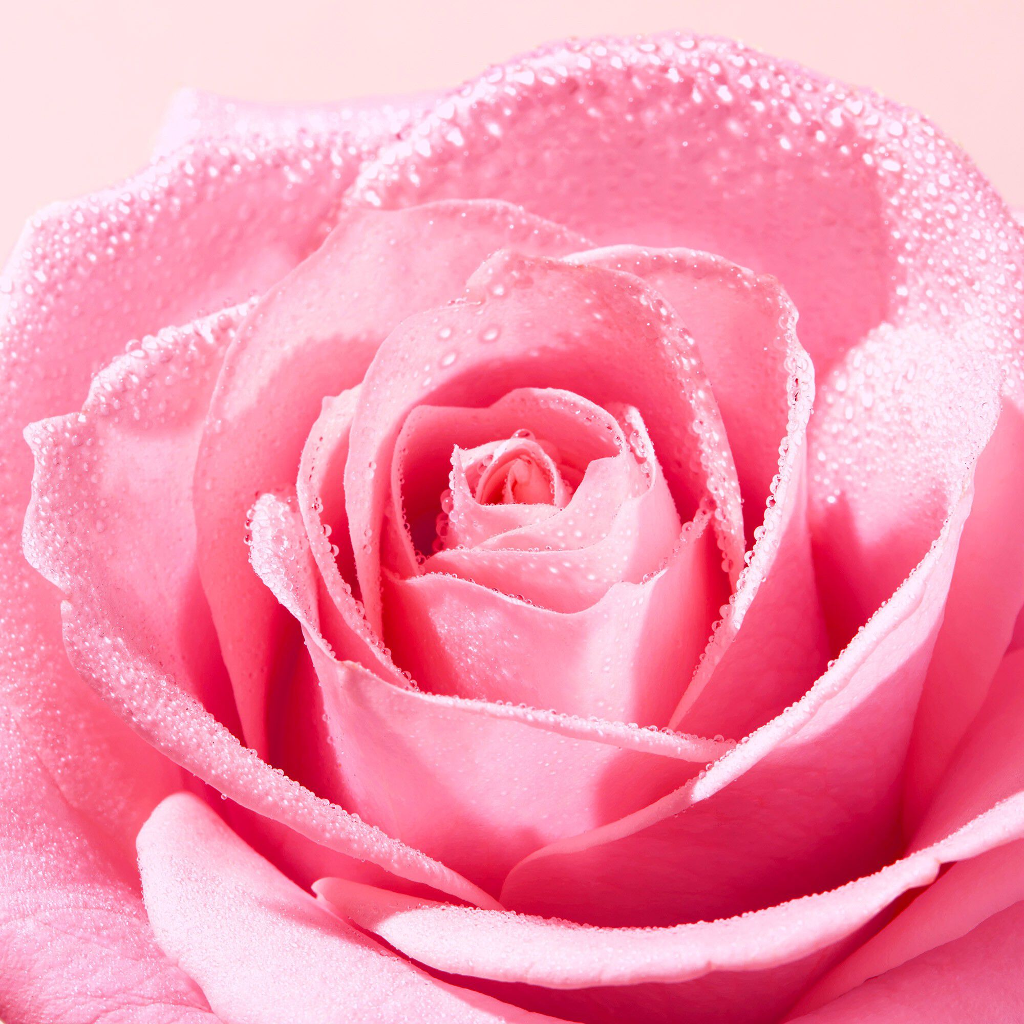 Very Rose Creamy Foam