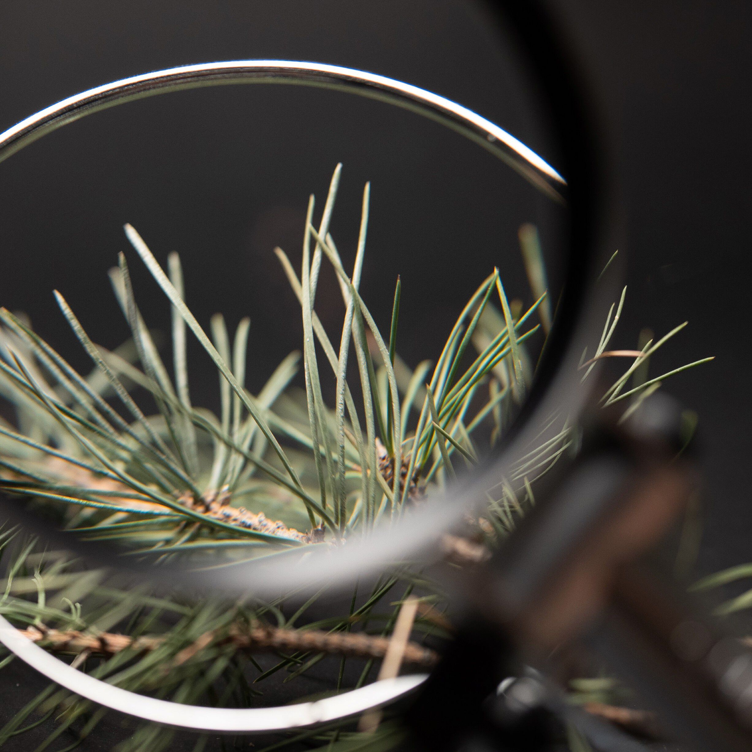 Black Pine 4D Bounce Firming Moisturizer