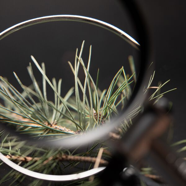 Black Pine 4D Bounce Firming Moisturizer