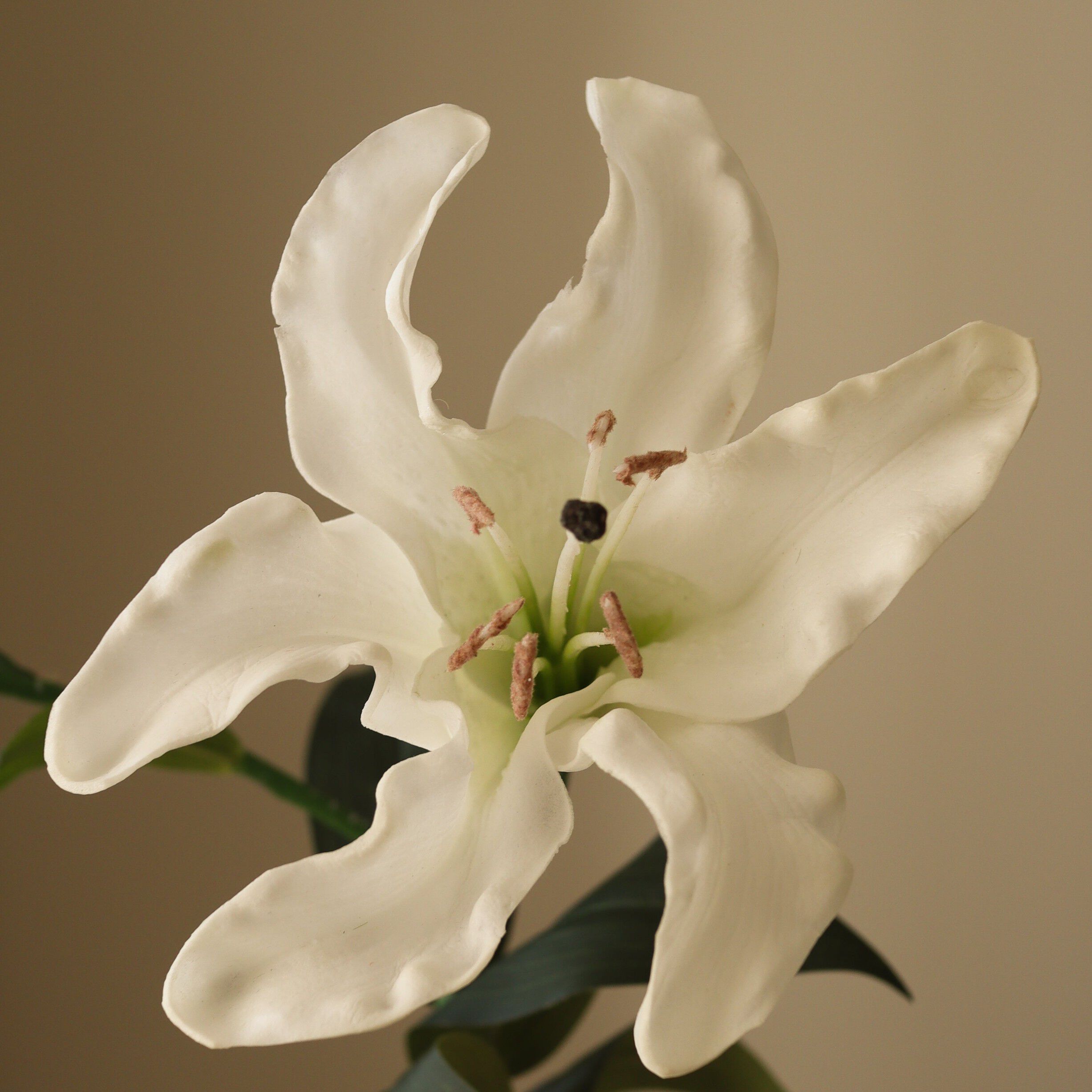 Large Lily Flower