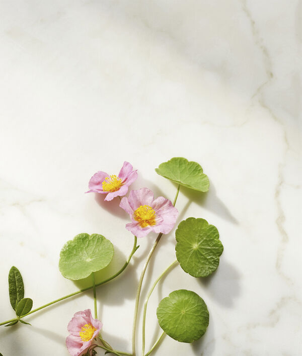 The Ritual of Namaste Ageless Firming Serum Refill