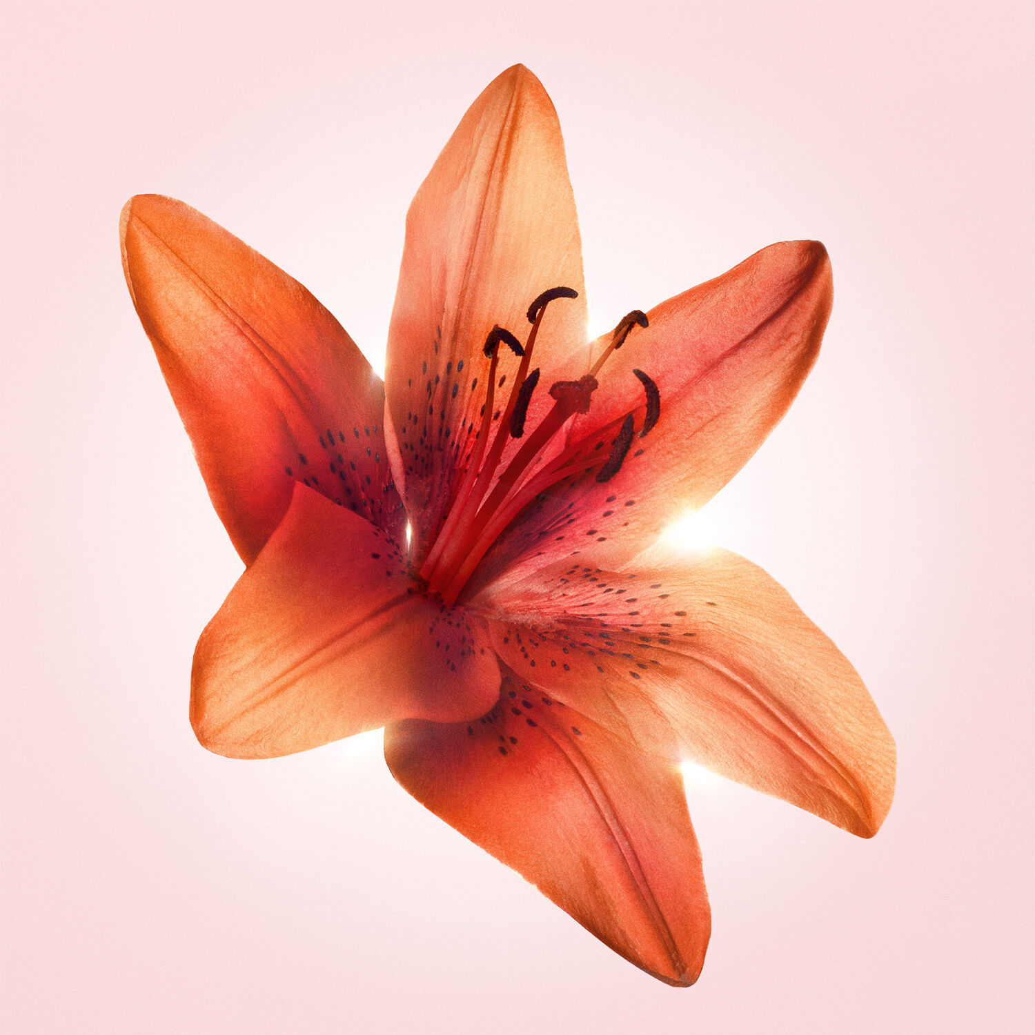 Flowerbomb Tiger Lily EDP