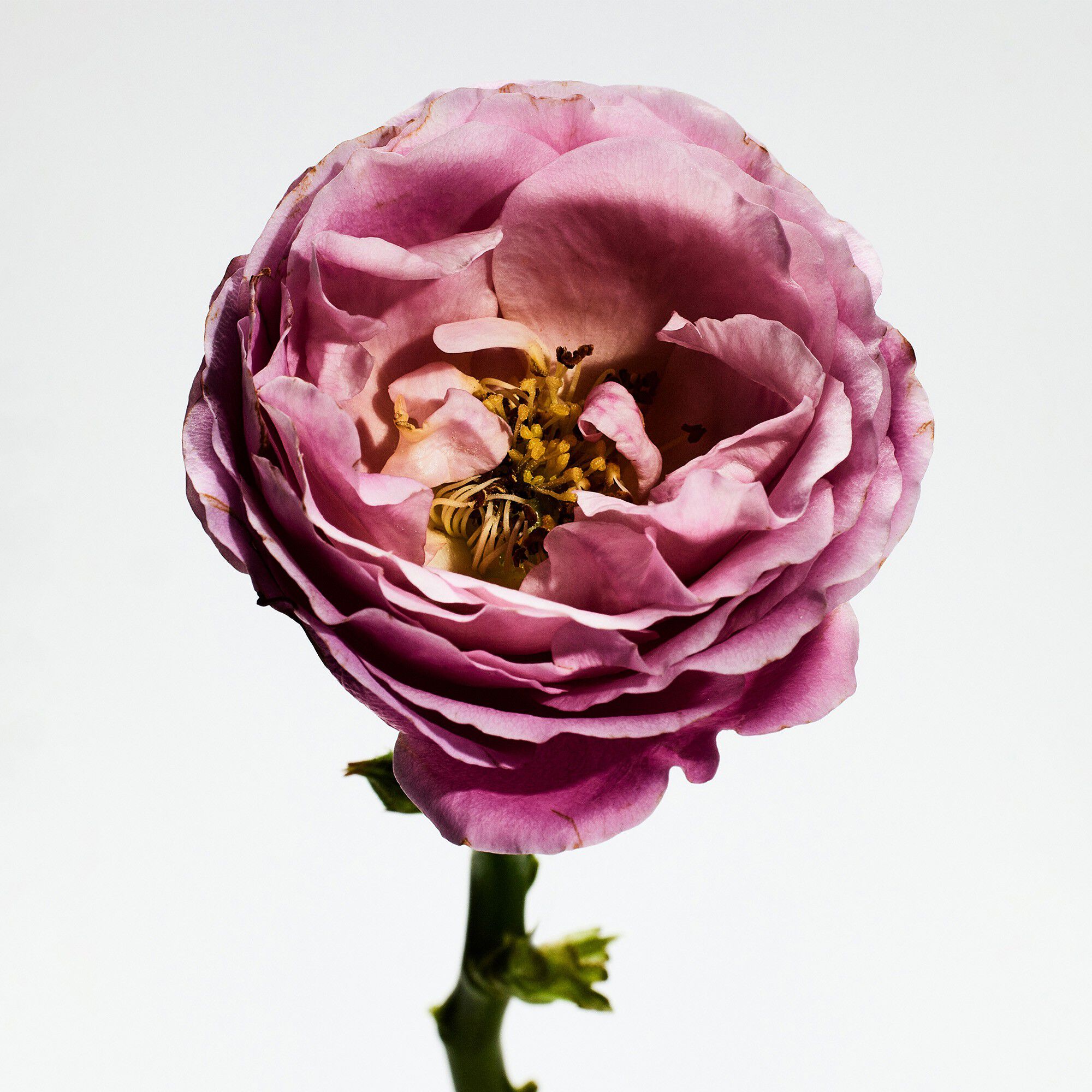 LOEWE Un Paseo por Madrid Rosaleda Eau de Parfum 100 ml