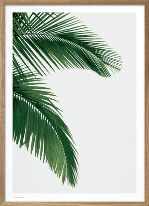 Wonderhagen - Palm plakat
