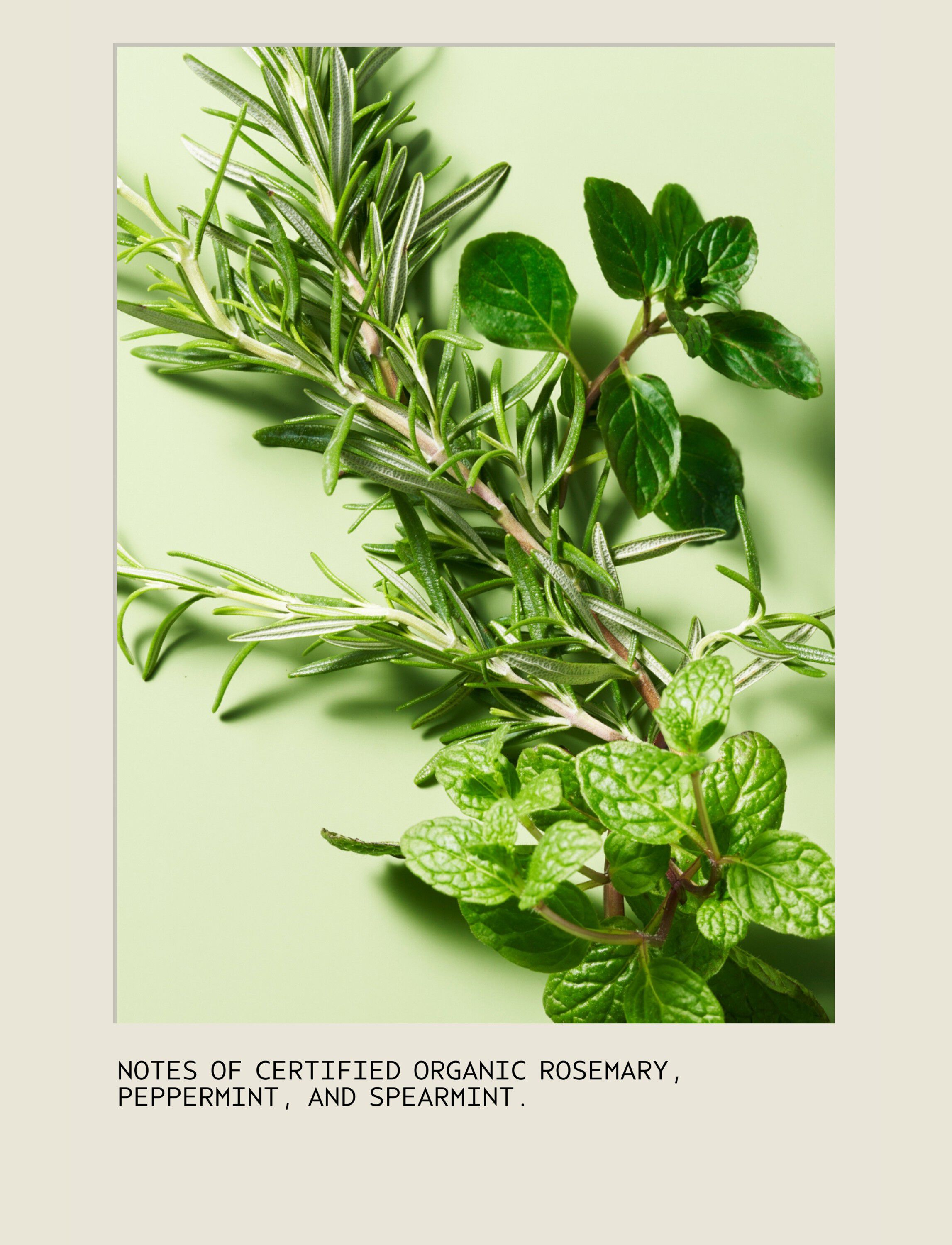 Rosemary Mint NEW Conditioner 250 ml