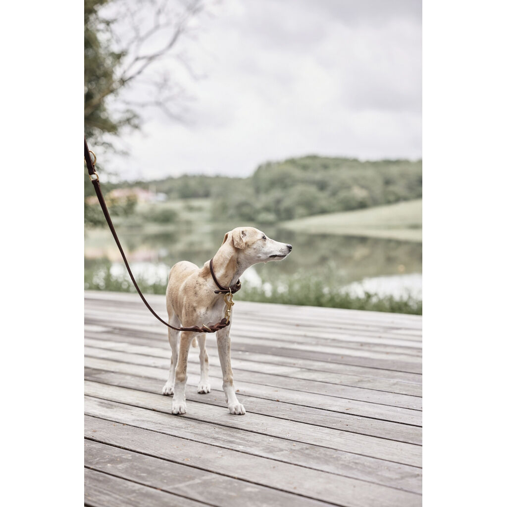 Robin Hundehalsb&aring;nd - Medium