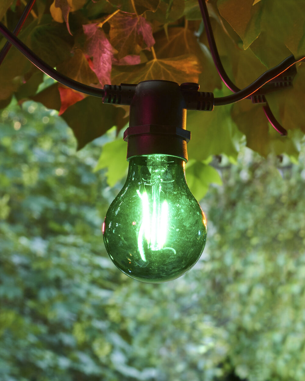 Tobias, Reservep&aelig;re, Gr&oslash;n