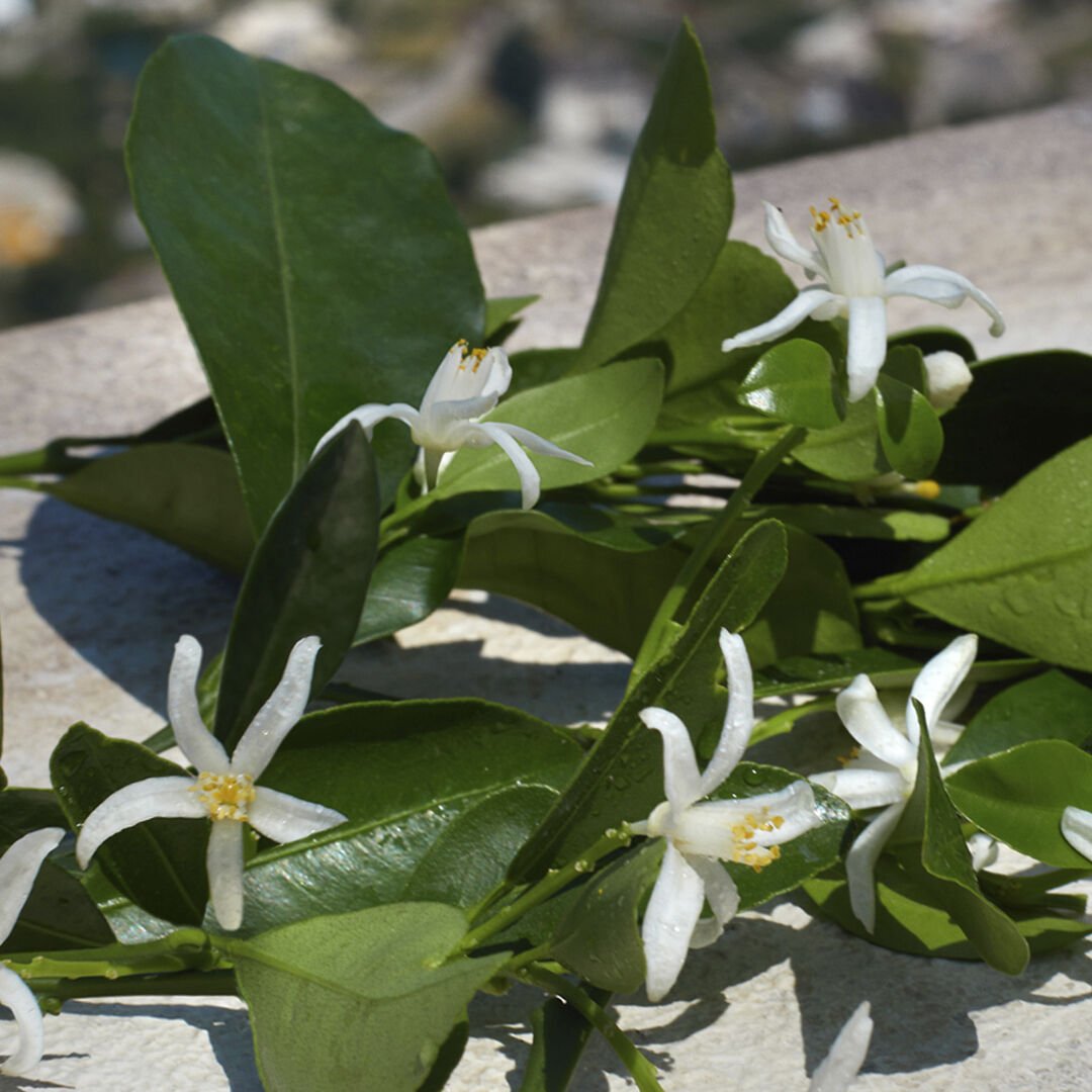 Devotion Eau de Parfum