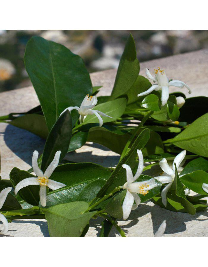 Dolce&Gabbana Devotion EdP 20 ml