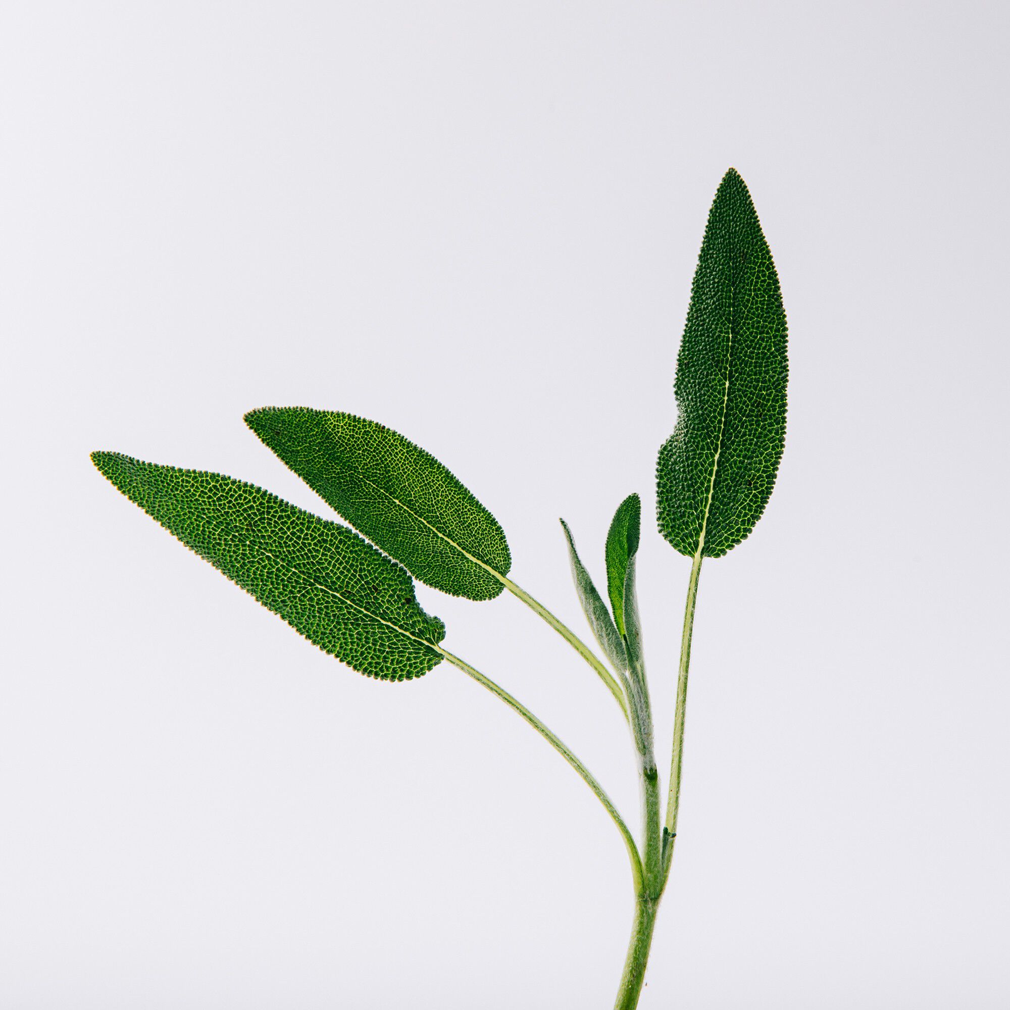 LOEWE Un Paseo por Madrid Prado Eau de Parfum 100 ml