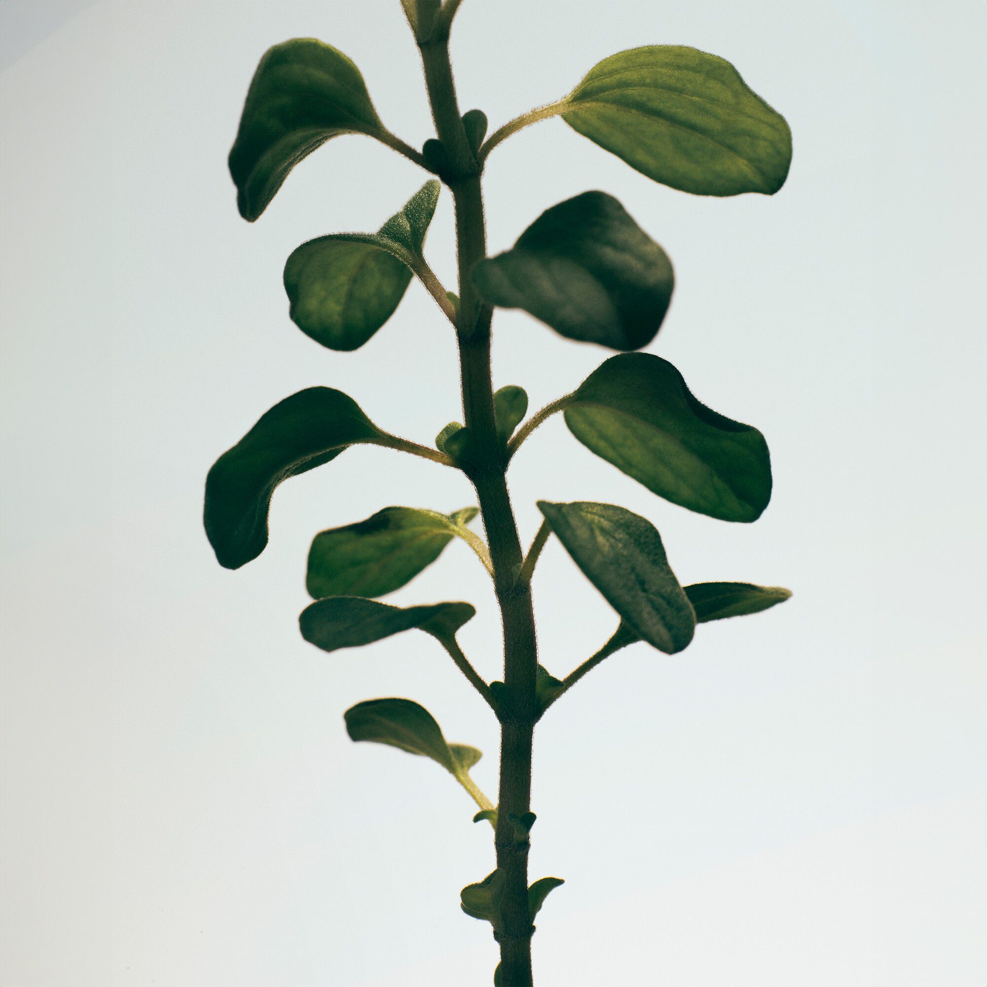 LOEWE Oregano Body Lotion