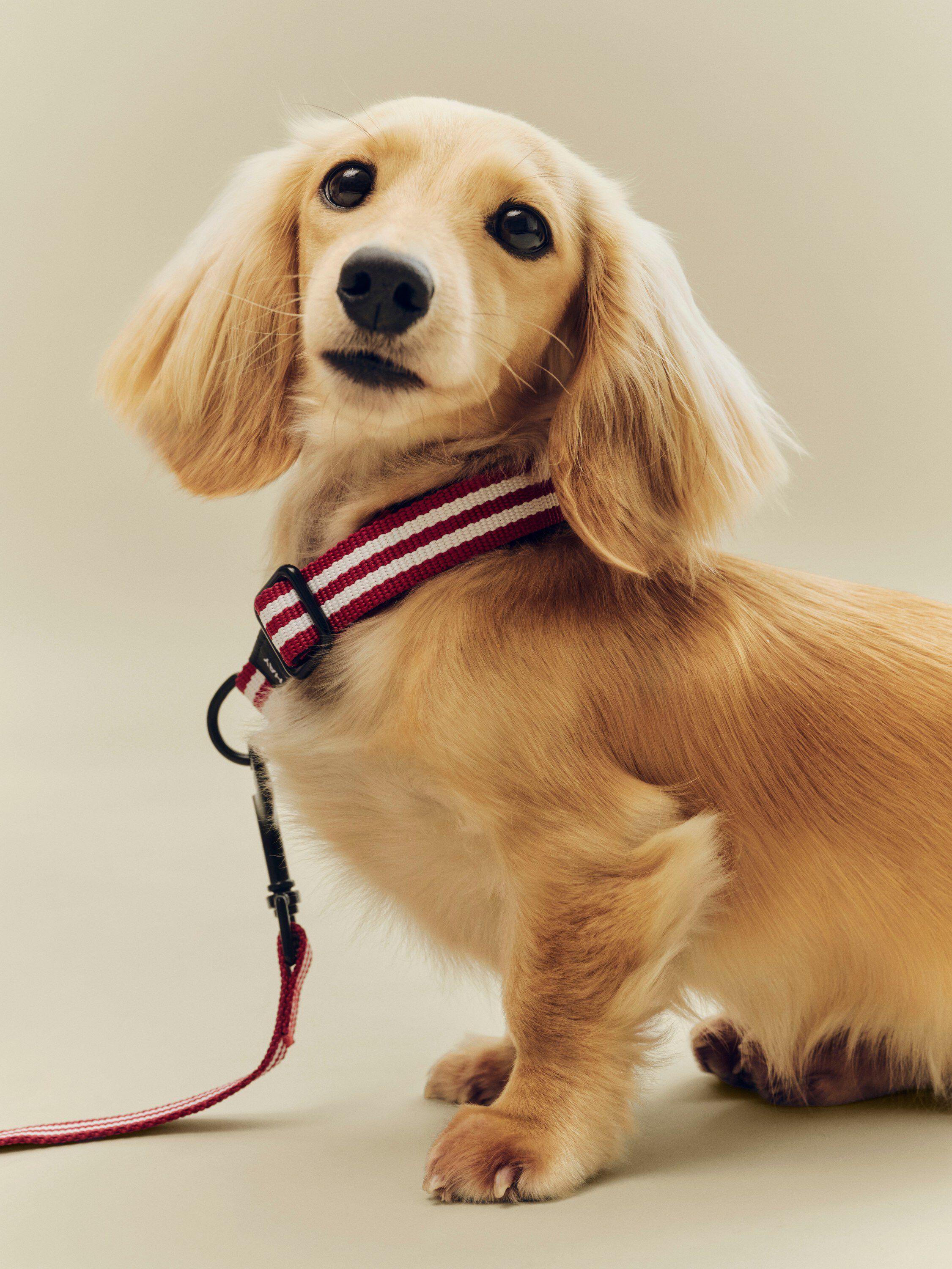 HAY Dogs Collar Flat-S/M-Red and wh