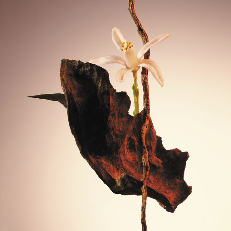 HUGO BOSS The Scent for Her Le Parfum Eau de parfum