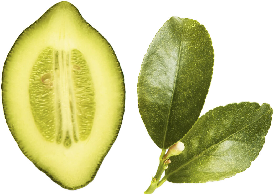 Acqua Di Gioia Eau de Parfum