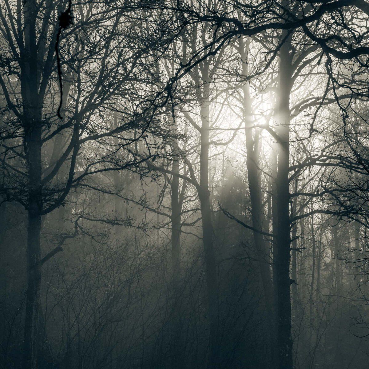 Hermann Eau de Parfum 50 ml