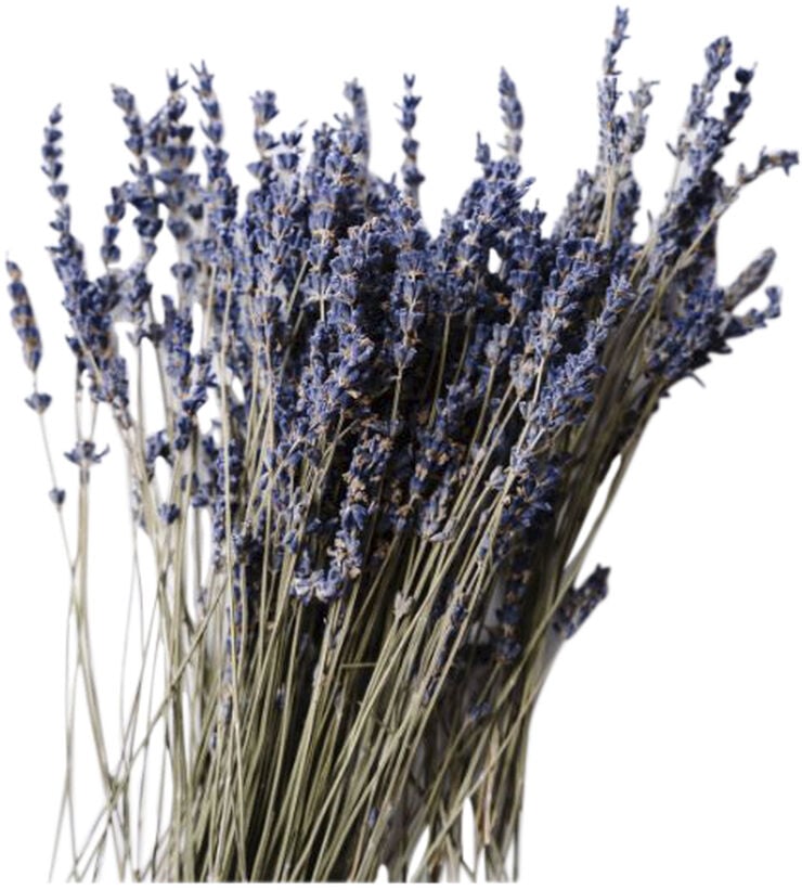 Organic Deep Nourish Body & Massage Cream lavender