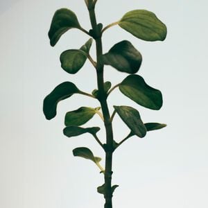 LOEWE Oregano Candle