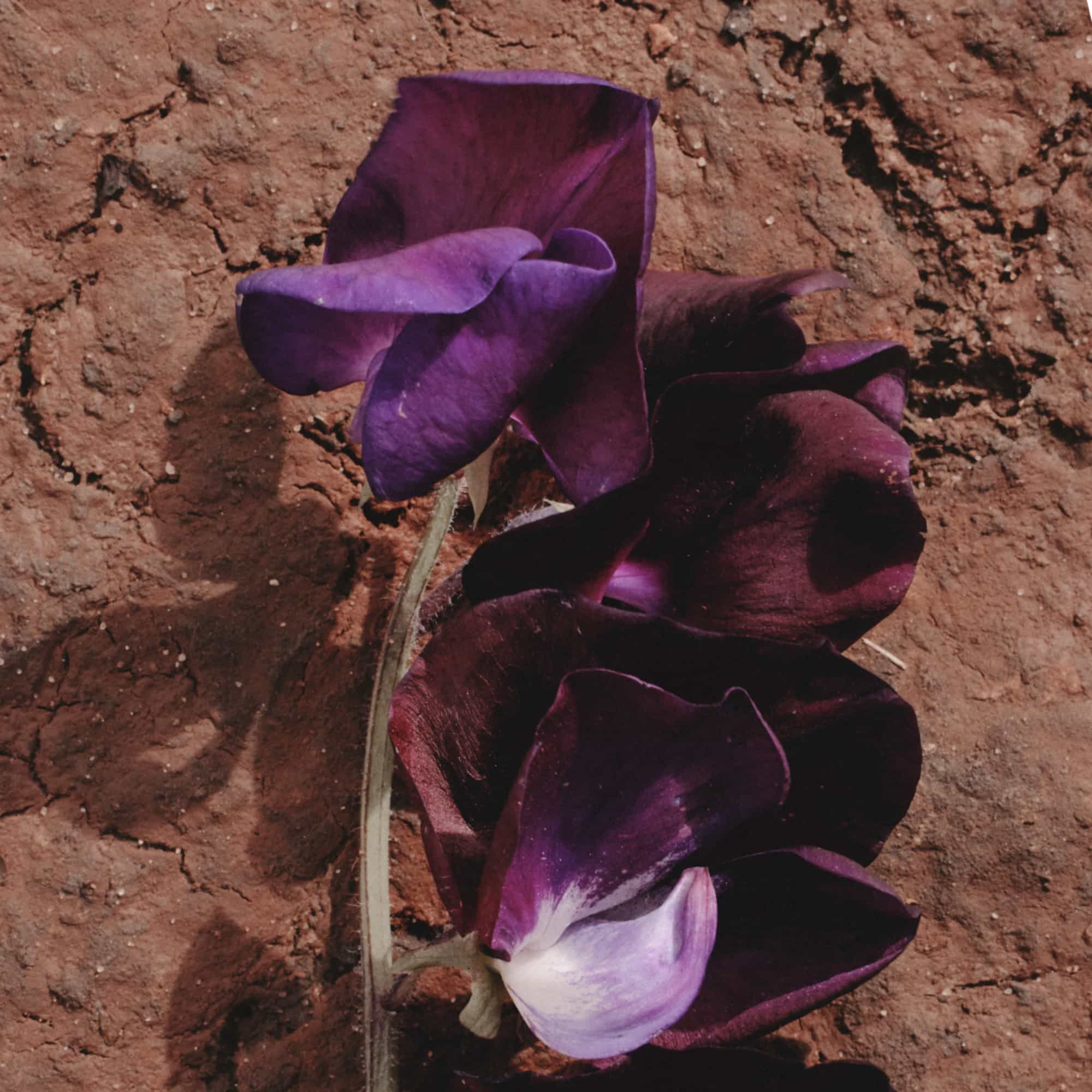 GOLDFIELD & BANKS Rose Magnitude 100 ml