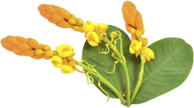 Organic Phytonutrient Caffeine Infusion 100 ml.