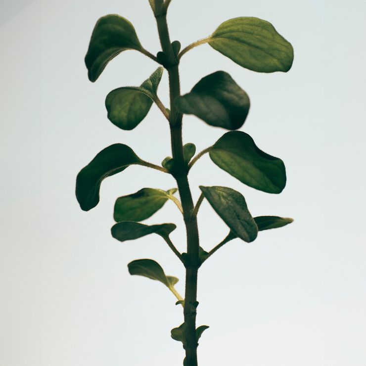 LOEWE Oregano Home Fragrance