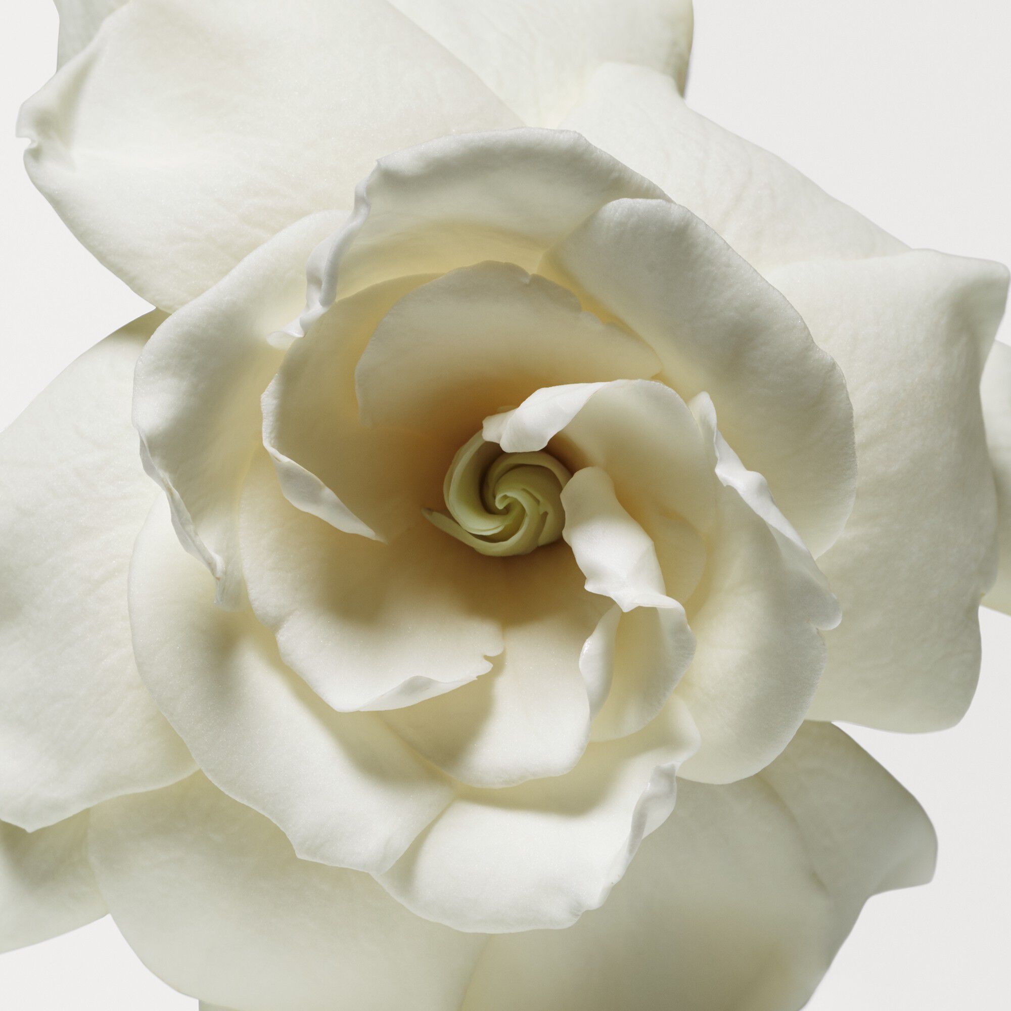 Cashmere Mist Eau de toilette 30 ML