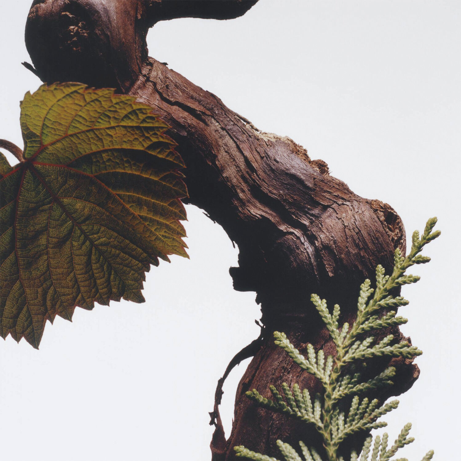 Cypres & Grapevine Cologne Intense