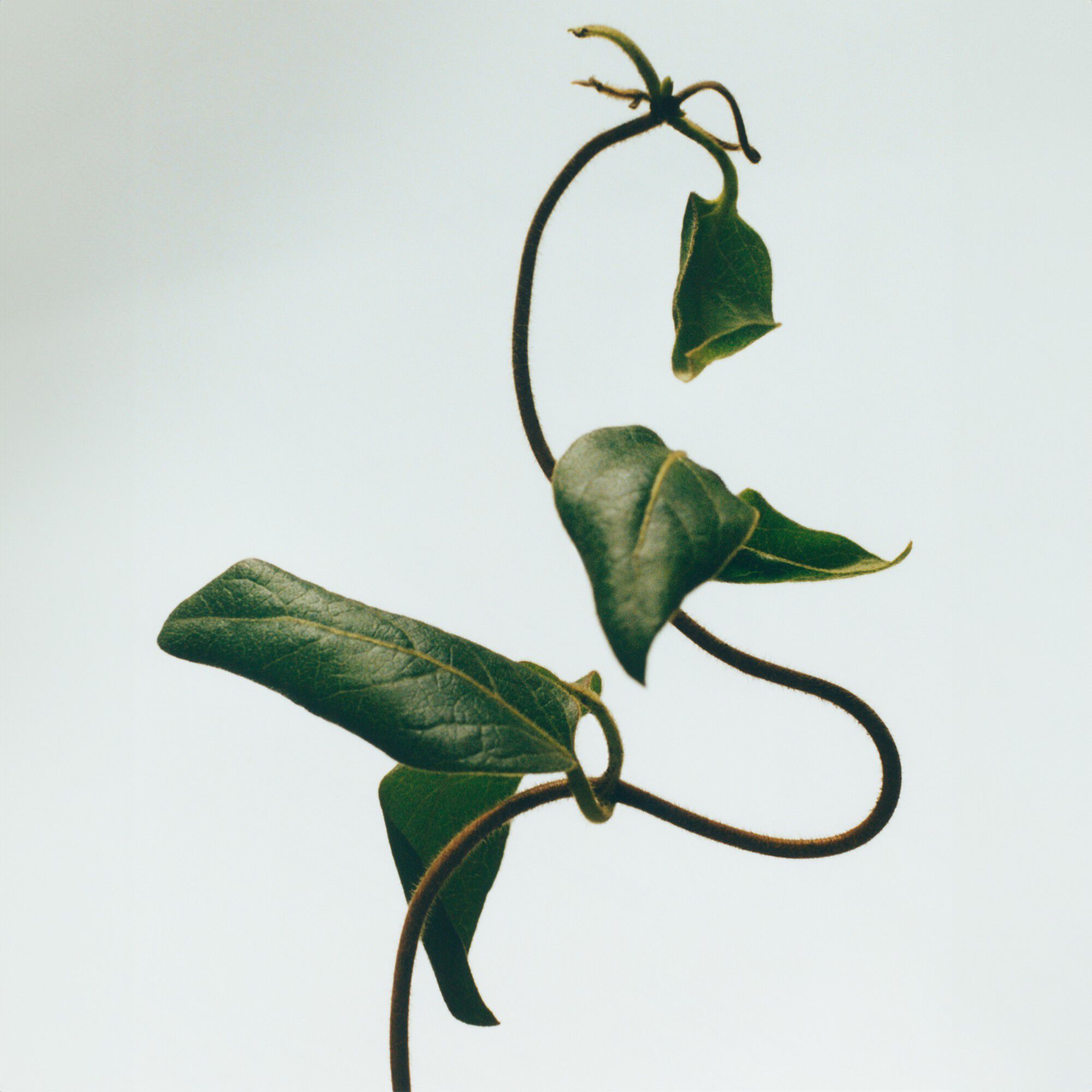 LOEWE Honeysuckle Candle