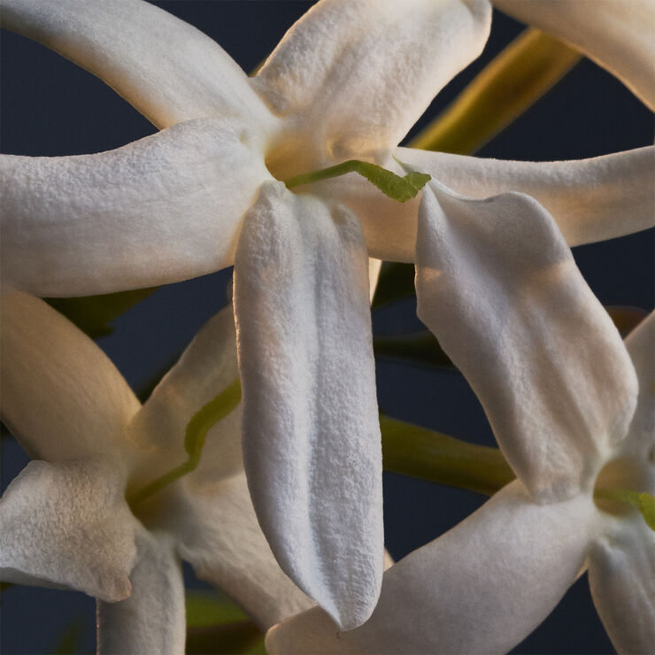 Lady Million Deodorant Spray 150 ml.