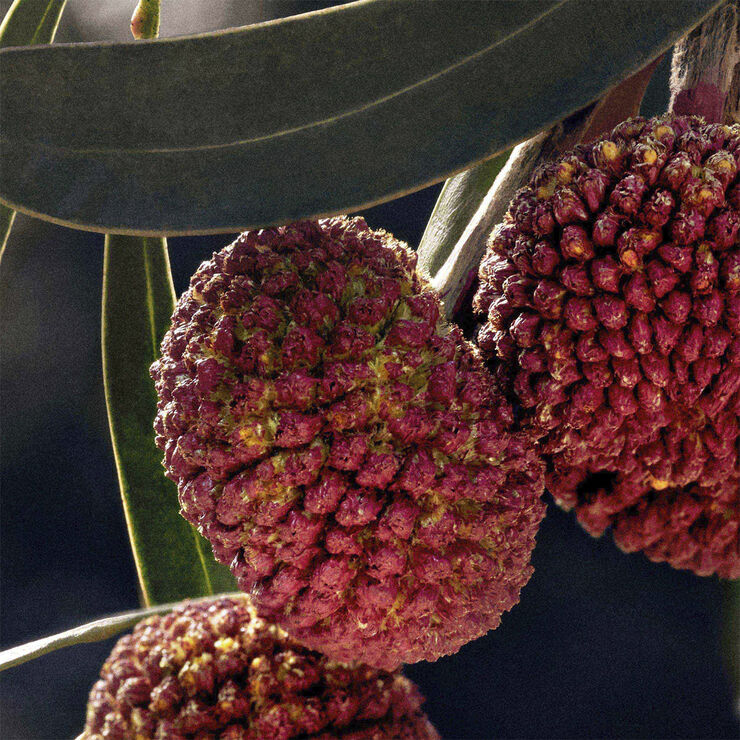 Chloé Deodorant Spray 100 ml.