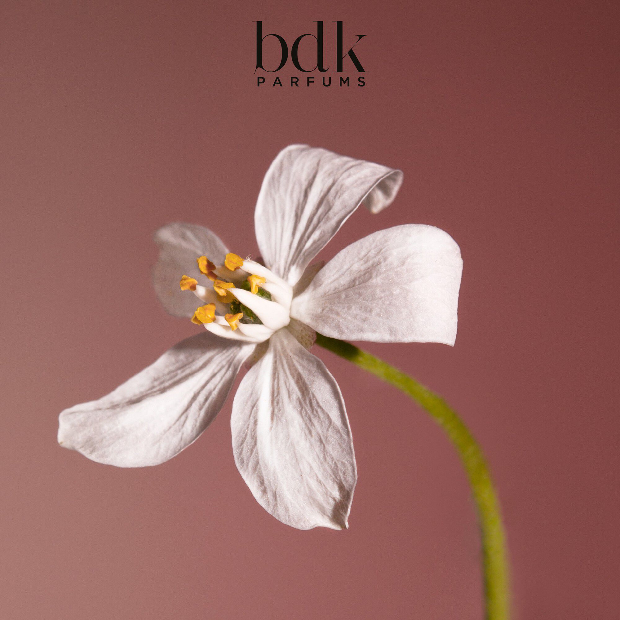 VELVET TONKA - Eau de Parfum 100 ML