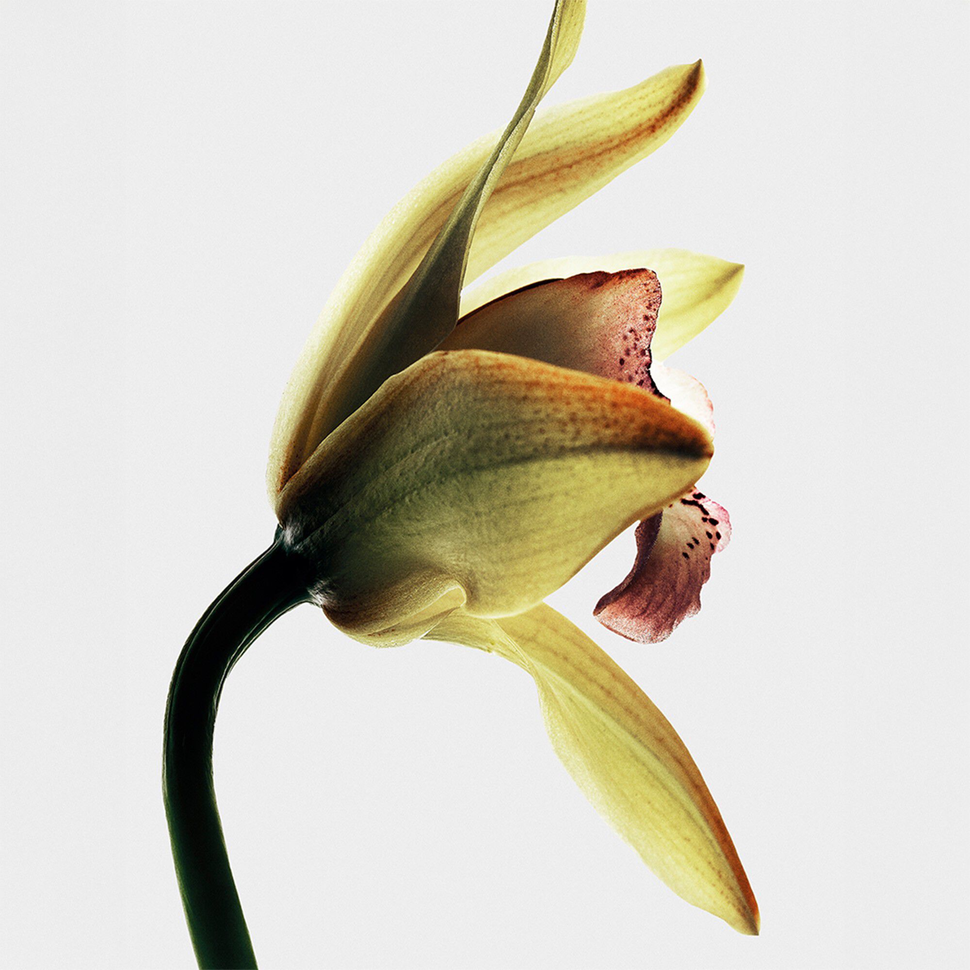 LOEWE Crafted Collection Roasted Vanilla Eau de Parfum 100 ml