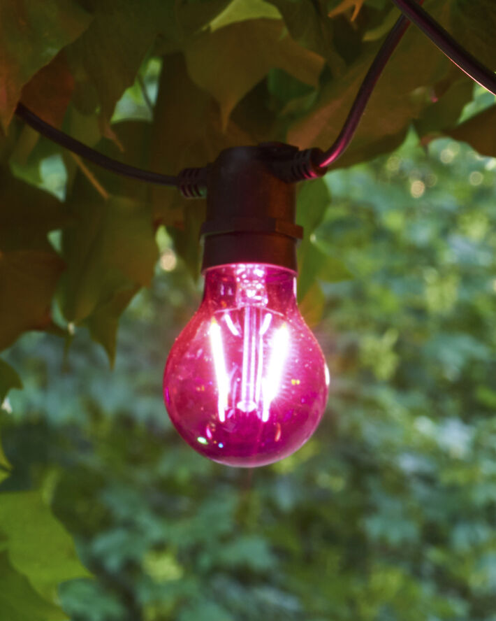 Tobias, Reservepære, Lilla