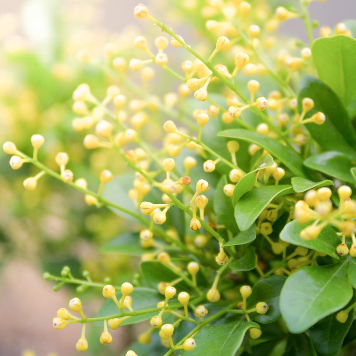 Solid parfume - Aglaia No. 01