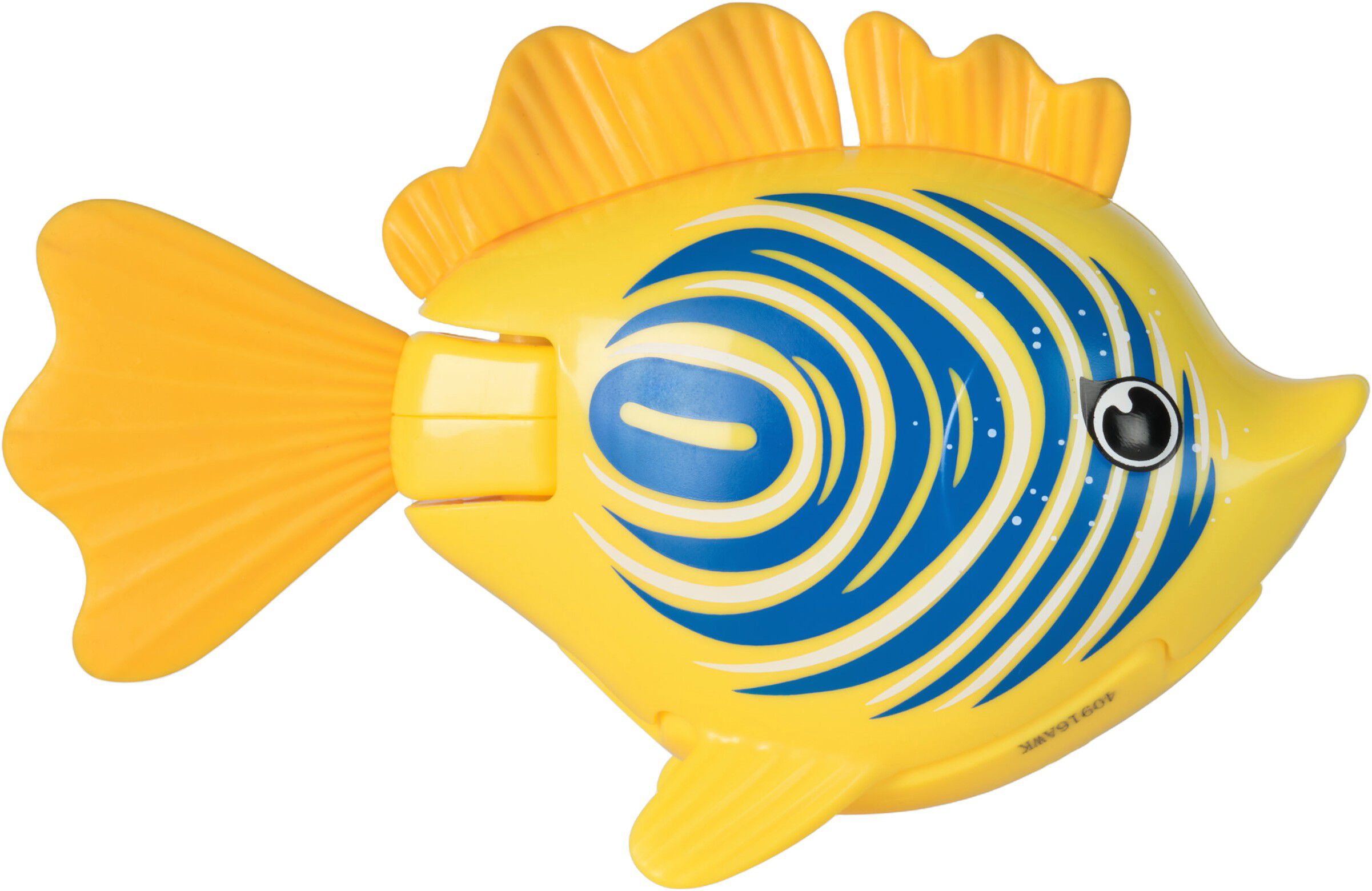 Rainbow Reef Fish - Zebra