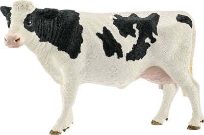 SCH13797  Holstein cow