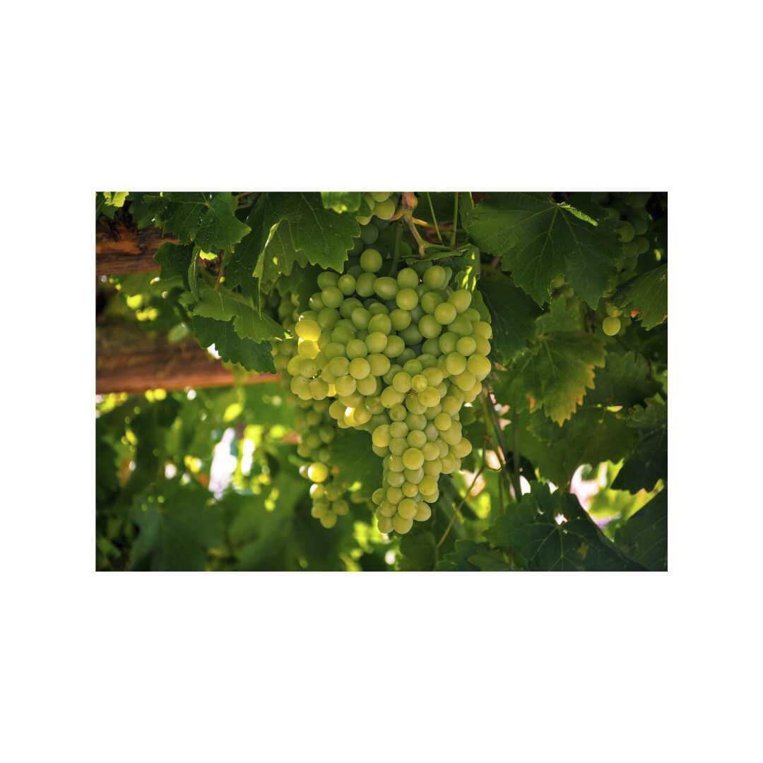 Organic Rich Moisture & Firming Facial Cream